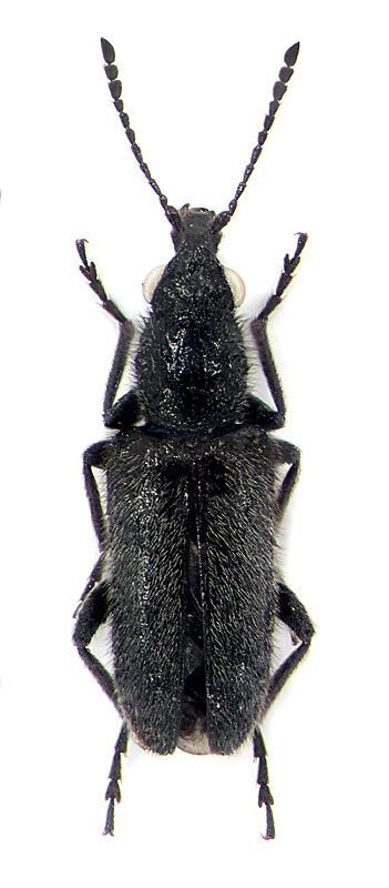 Nemonychidae Nemonyx lepturoides F Nemonychidae