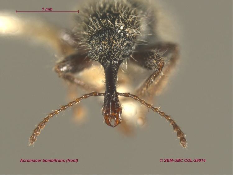 Nemonychidae Nemonychidae