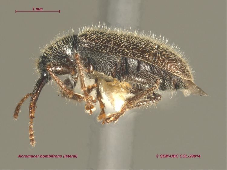 Nemonychidae Nemonychidae