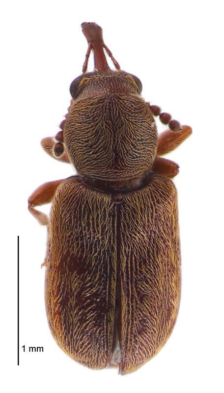 Nemonychidae Nemonychidae Image gallery Landcare Research