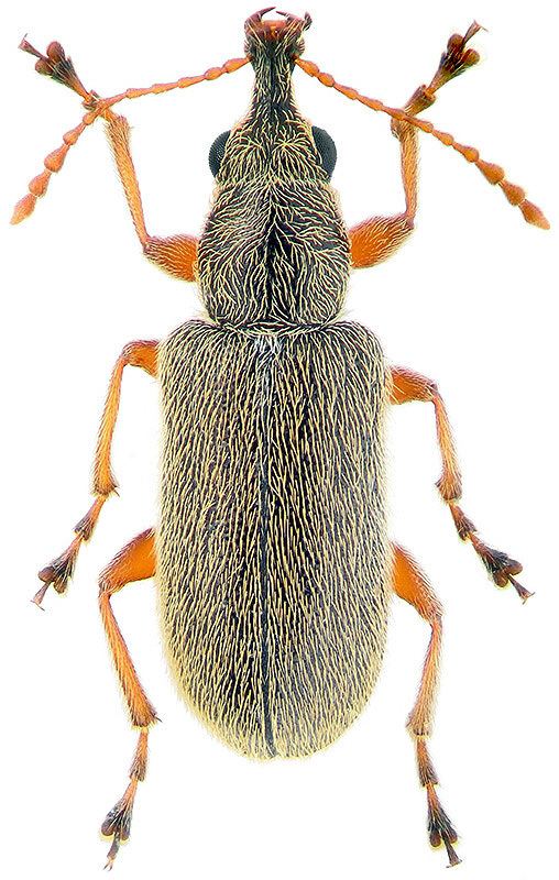 Nemonychidae Cimberis attelaboides F 1787 Nemonychidae