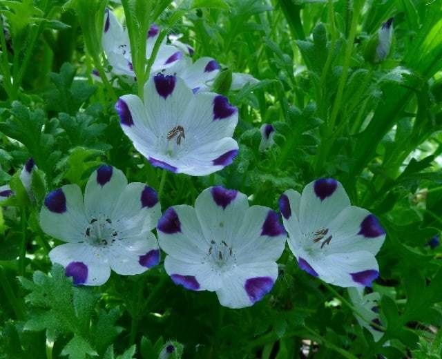 Nemophila Nemophila Plant Grow Baby Blue Eyes Flower Five Spot