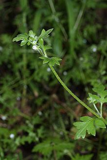 Nemophila parviflora httpsuploadwikimediaorgwikipediacommonsthu