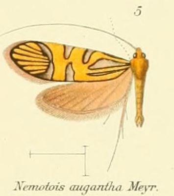 Nemophora augantha