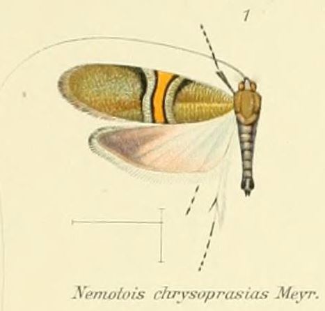Nemophora chrysoprasias