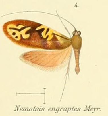 Nemophora engraptes