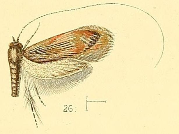 Nemophora humilis