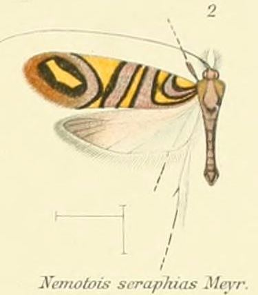 Nemophora seraphias