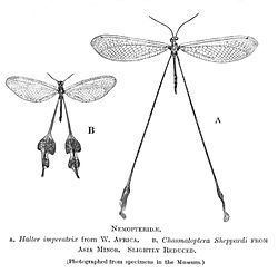 Nemopteridae httpsuploadwikimediaorgwikipediacommonsthu