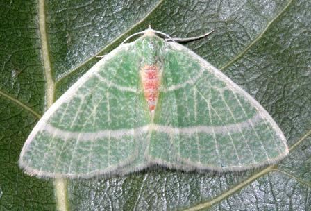 Nemoria Nemoria arizonaria Geometrinae North American Emerald Moths of
