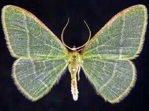 Nemoria arizonaria Moth Photographers Group Nemoria arizonaria 7021