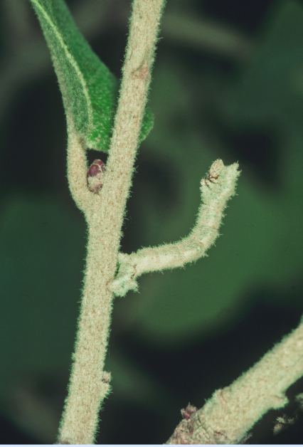 Nemoria arizonaria Mimicry polymorphism for camouflage in a caterpillar Why