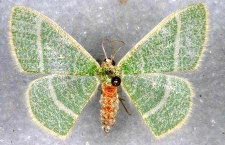 Nemoria arizonaria Nemoria arizonaria Geometrinae North American Emerald Moths of