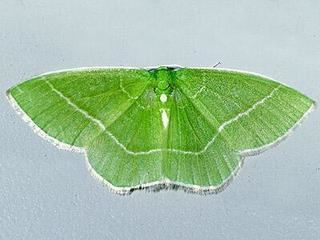 Nemoria mimosaria Nemoria mimosaria WhiteFringed Emerald Moth Discover Life