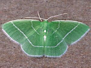 Nemoria mimosaria Moth Photographers Group Living Moths Plate 175 Geometridae