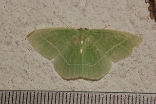 Nemoria mimosaria Nemoria mimosaria WhiteFringed Emerald Moth Discover Life