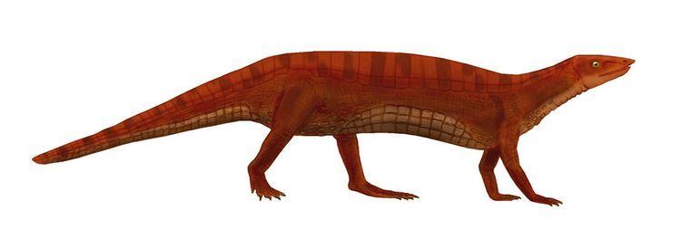 Neoaetosauroides