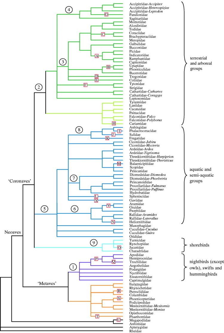 Neoaves Diversification of Neoaves integration of molecular sequence data