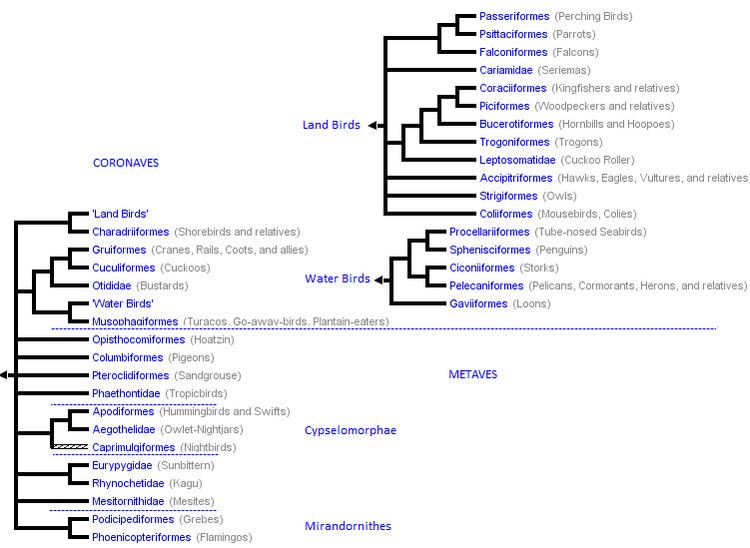 Neoaves Neoaves Wikipedia