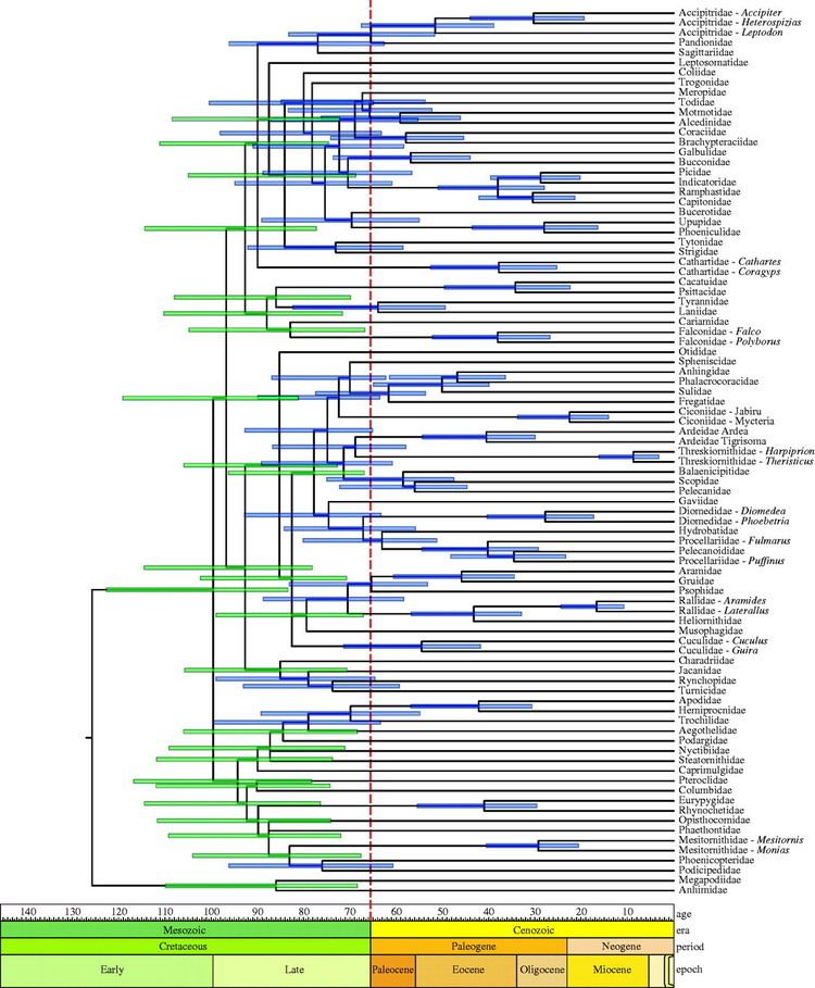 Neoaves Nuclear DNA does not reconcile 39rocks39 and 39clocks39 in Neoaves a