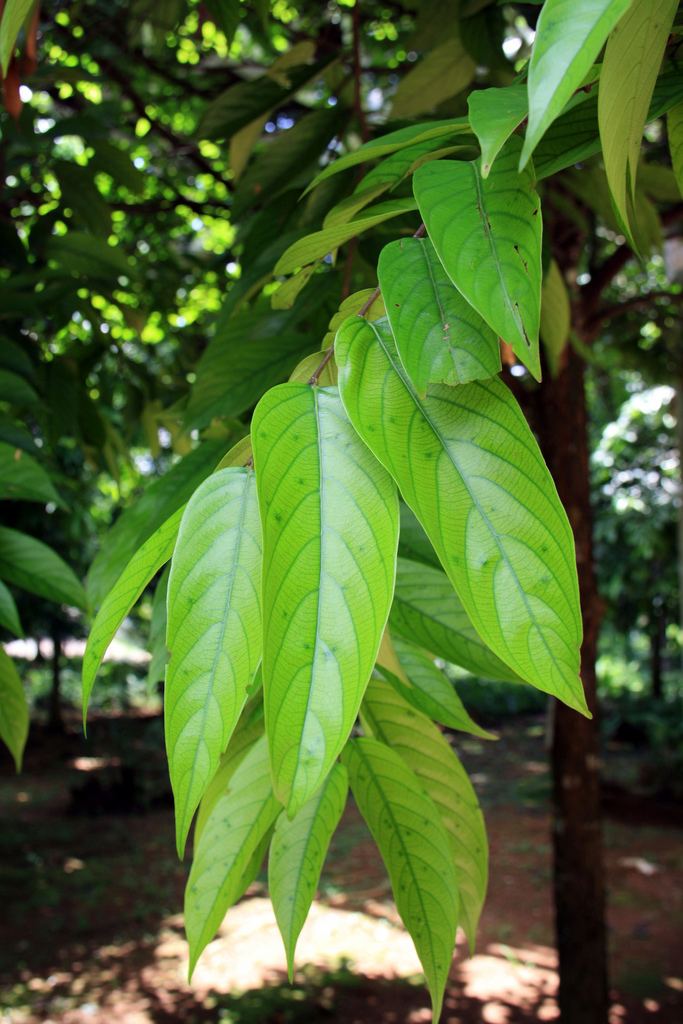 Neobalanocarpus Neobalanocarpus heimii King PS Ashton Putrajaya Botani Flickr