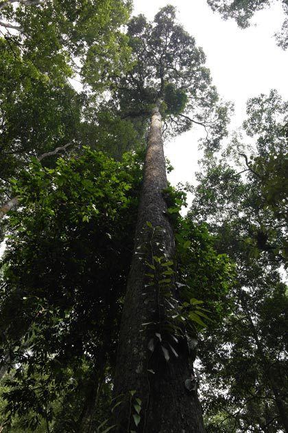 Neobalanocarpus wwwrainforestjournalcomwpcontentuploads2013
