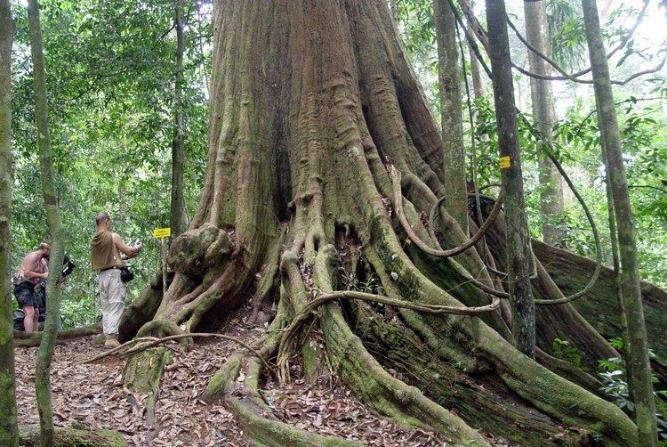 Neobalanocarpus Neobalanocarpus Wikiwand