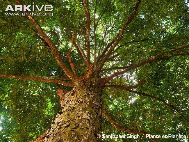 Neobalanocarpus Neobalanocarpus photo Neobalanocarpus heimii G100691 ARKive