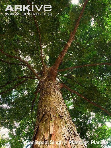 Neobalanocarpus Neobalanocarpus videos photos and facts Neobalanocarpus heimii