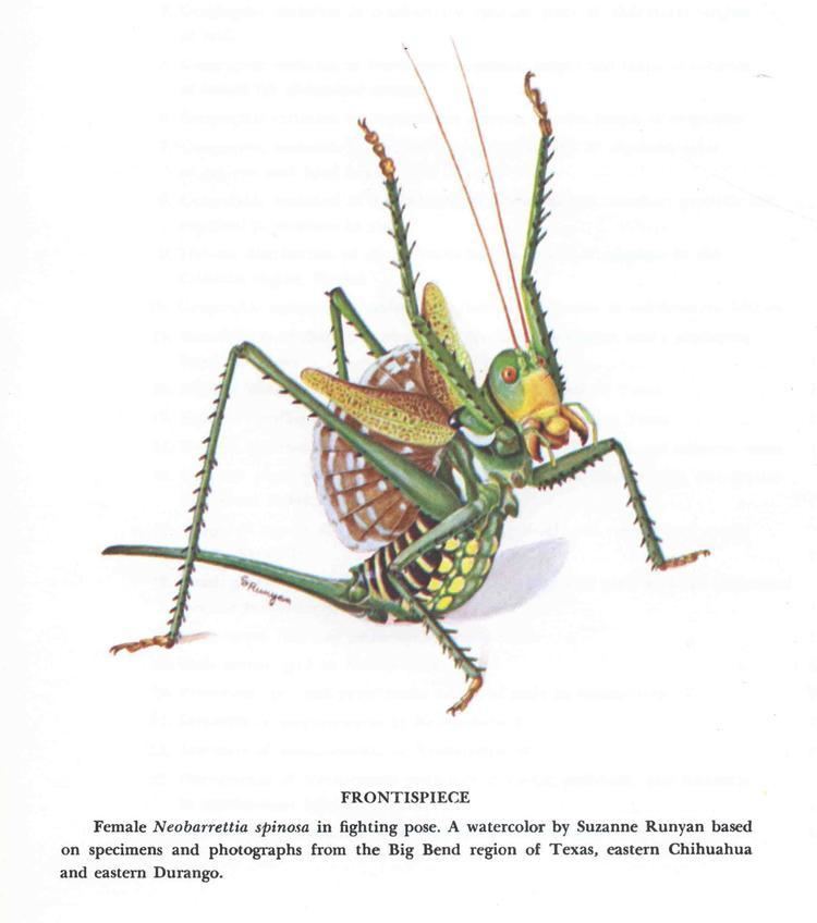Neobarrettia spinosa Redeyed Devil Beetles In The Bush