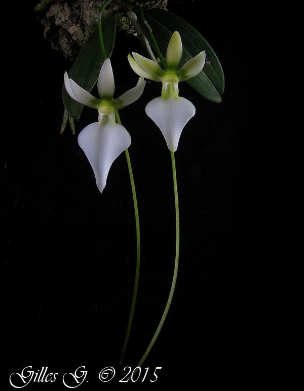 Neobathiea Angraecoid orchids Neobathiea grandidierana Schltr 1925