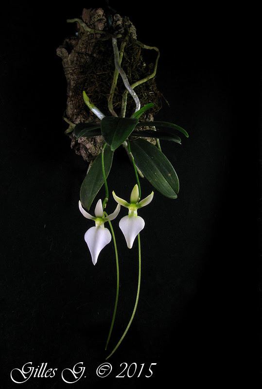 Neobathiea Angraecoid orchids Neobathiea grandidierana Schltr 1925