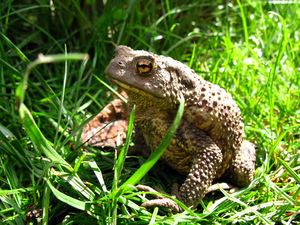 Neobatrachia Moderne Froschlurche Neobatrachia Naturfakten