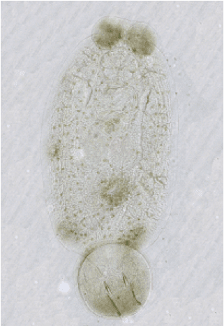 Neobenedenia Marine Parasites