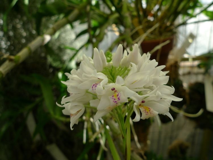 Neobenthamia Neobenthamia gracilis Orchidaceae The Graceful Neobenthamia