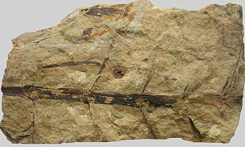 Neocalamites Steinkernde Die FossilienCommunity Galerie Kategorie