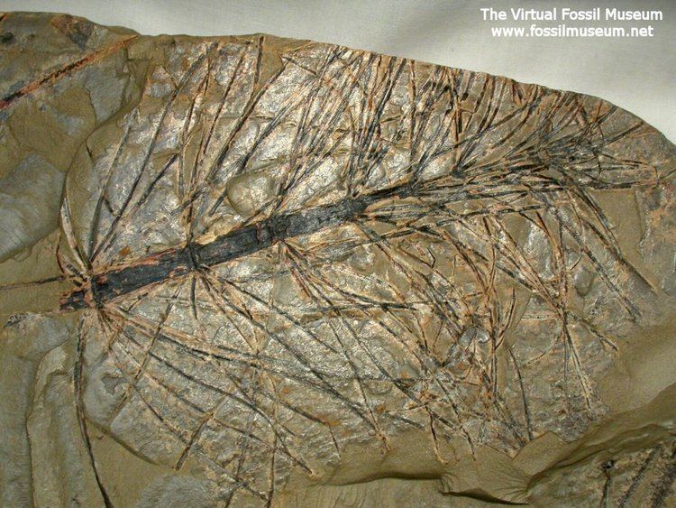 Neocalamites Neocalamites Fossil