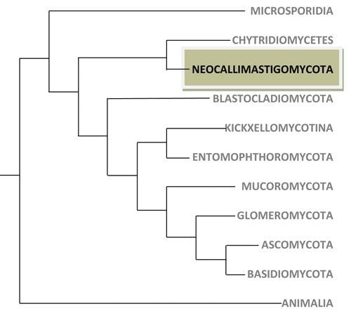 Neocallimastigomycota comeniussusquedubiol202fungineocallimastigom