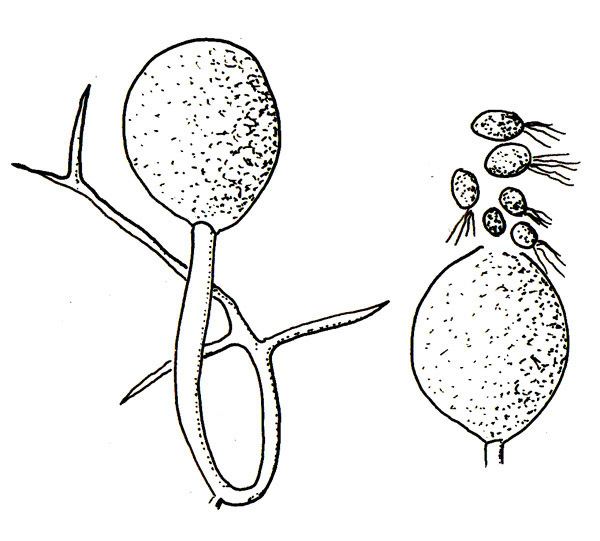 Neocallimastigomycota Plantas y Hongos