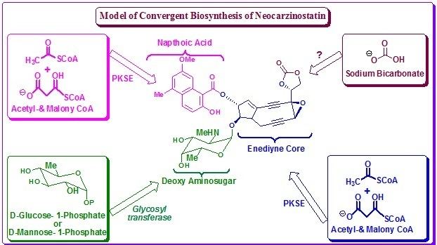 Neocarzinostatin NPTEL Chemistry and Biochemistry BioOrganic Chemistry of