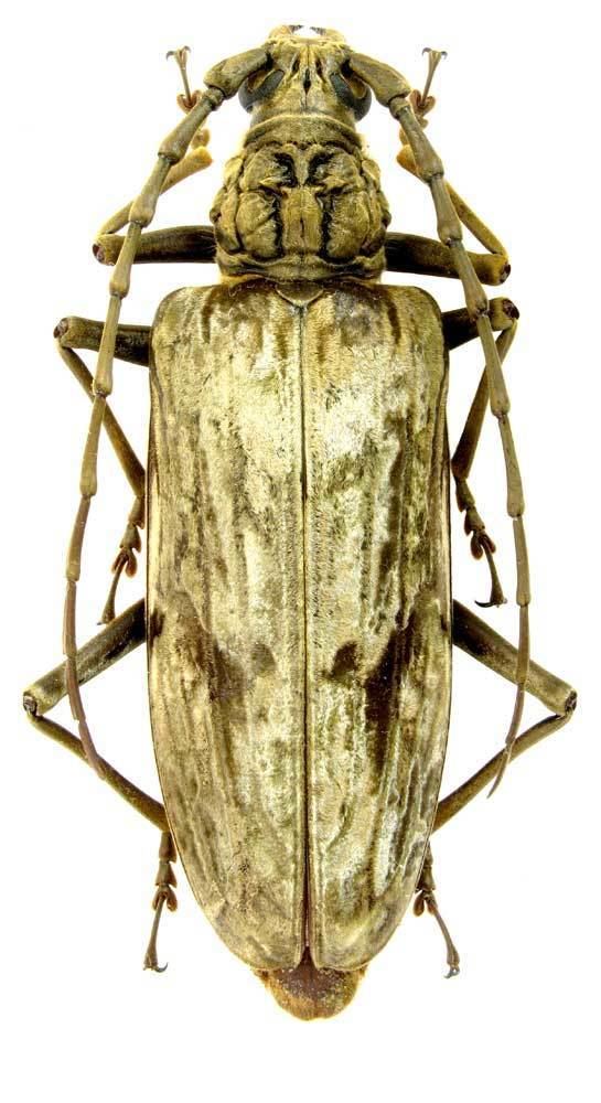 Neocerambyx Genus Neocerambyx Thomson 1860 Cerambycidae