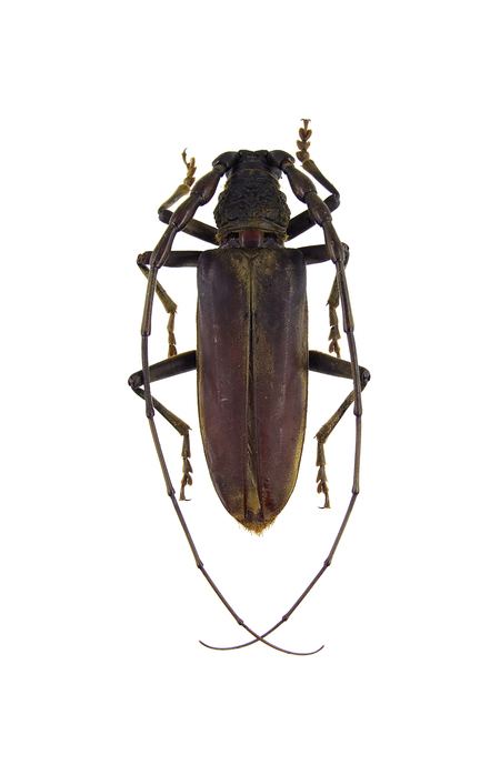 Neocerambyx Longhorn beetle Cerambycinae Cerambycini Neocerambyx grandis