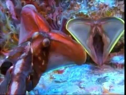 Neoclinus Neoclinus blanchardi riba sa velikim ustima YouTube