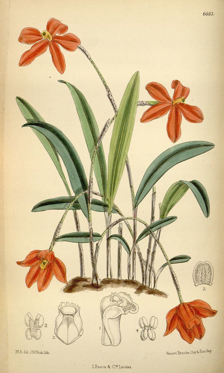 Neocogniauxia monophylla