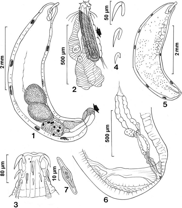 Neoechinorhynchidae