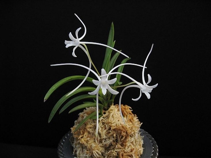 Neofinetia Neofinetia falcata 39Manjyushage39 Spider Lily presented by Orchids