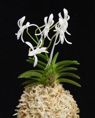 Neofinetia wwworchidwebcomimagesneofinetiaorchidplantjpg