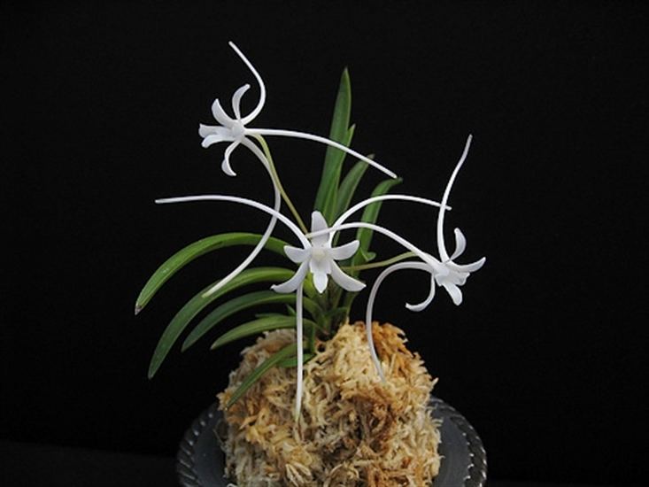 Neofinetia falcata Neofinetia falcata 39Manjyushage39 Spider Lily presented by Orchids