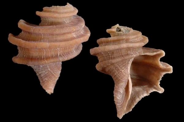 Neogastropoda North Carolina Fossil Club Enriching minds with the Paleopast