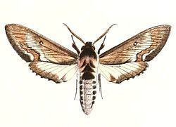 Neogene (moth) httpsuploadwikimediaorgwikipediacommonsthu